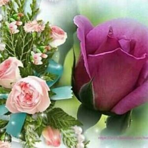 Meet your Posher, Majeda